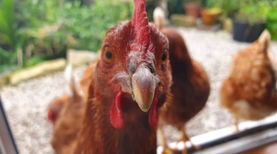 Close up image of a chicken