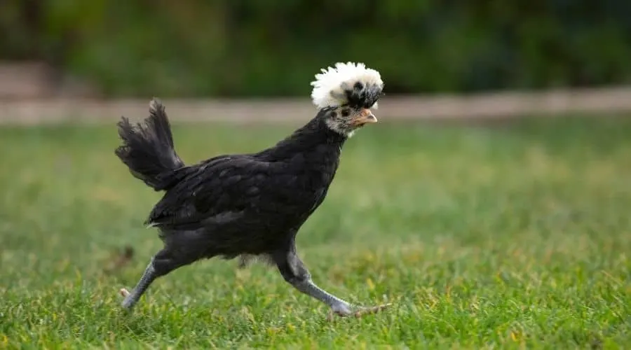 Image of a chicken running
