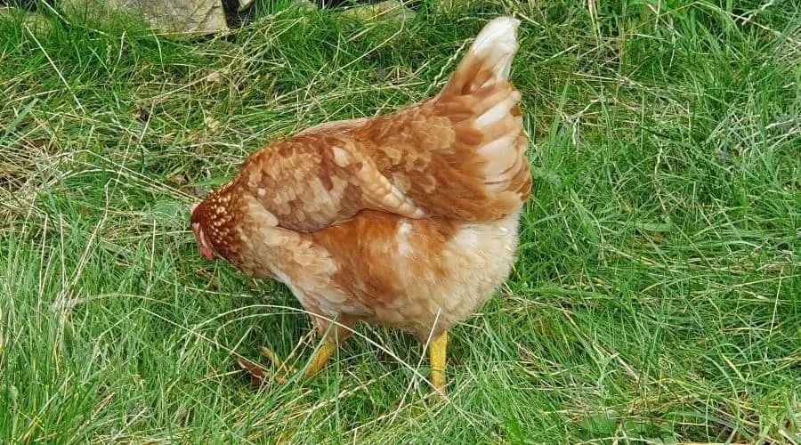 Image of a grazing chicken