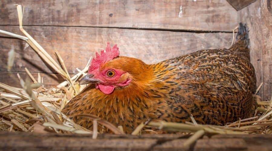 Chickens not roosting in the coop - why & how to stop it