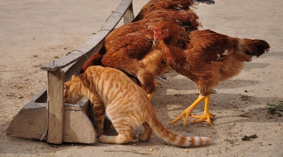 Image of chickens and a cat