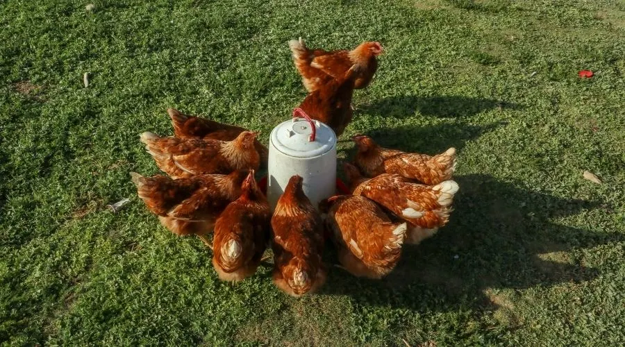 Image of chickens drinking water