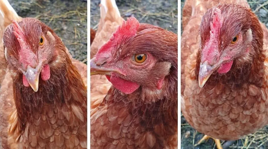 Image of chickens from various angles