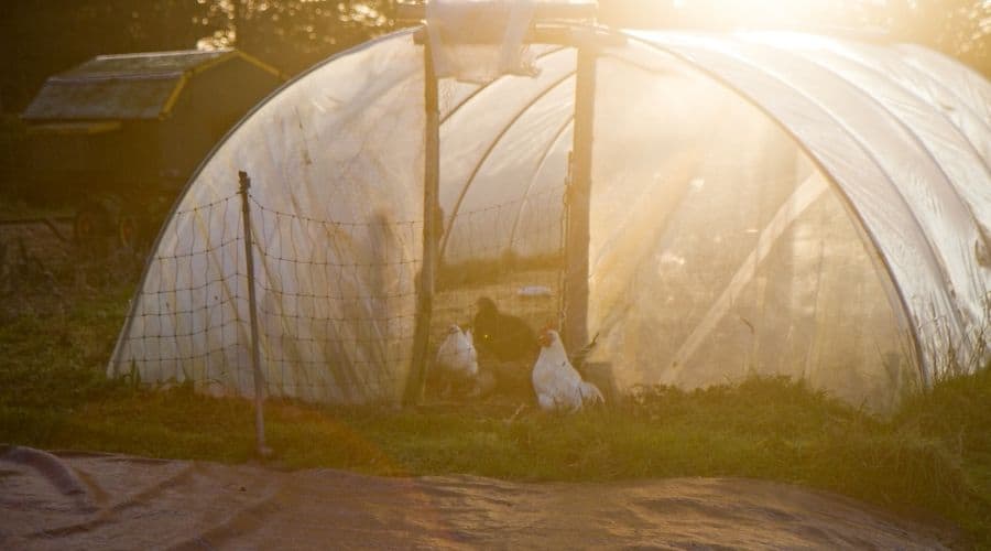 Image of chickens in a poly tunnel
