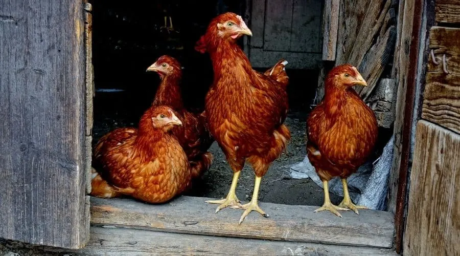 Image of chickens in a shed