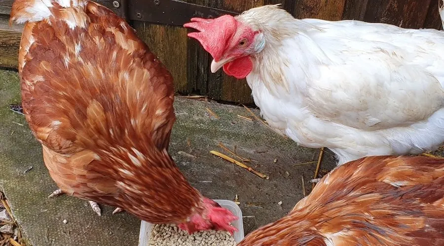 Image of ex-battery hens feeding