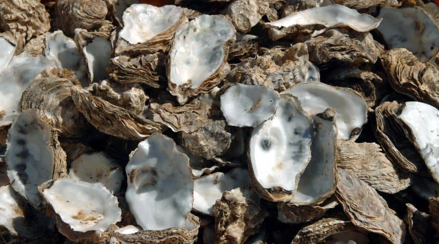 Image of oyster shells