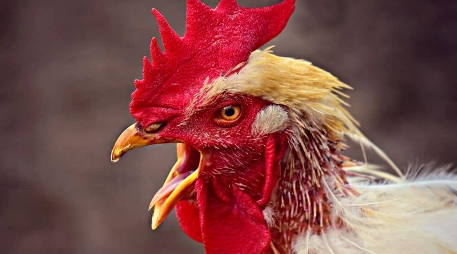 Close up of a chickens face