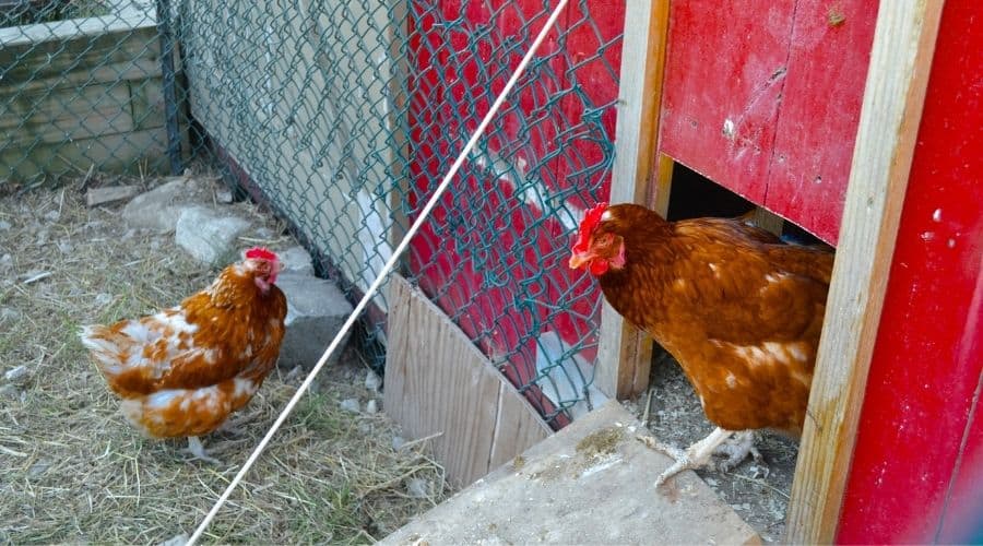 Image of a chicken coming out of a coop
