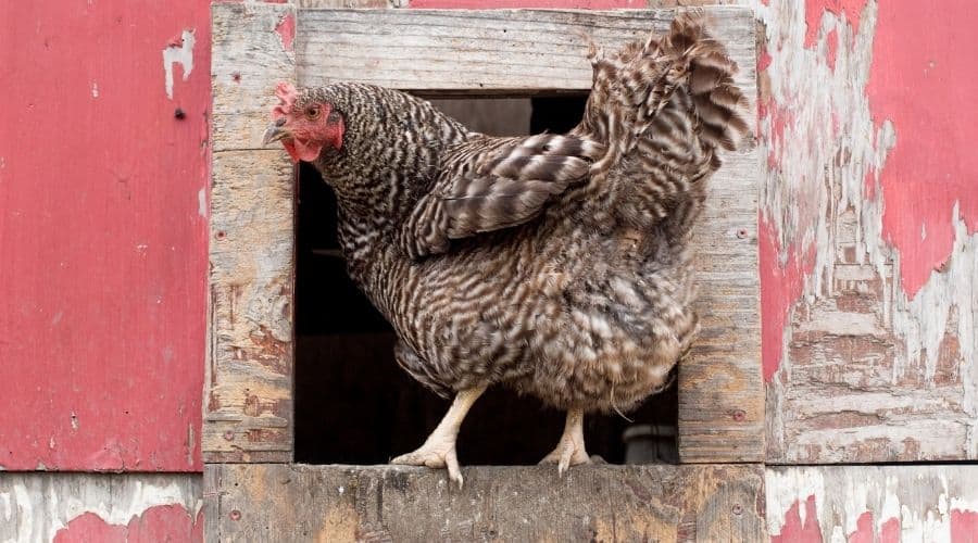 Image of a chicken standing in a door