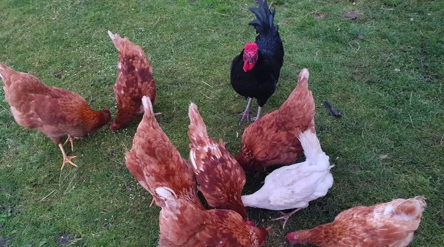 Image of a rooster amongst hens