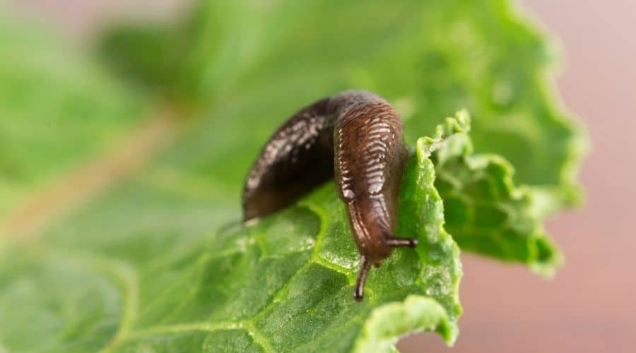 Image of a slug eating a leaf