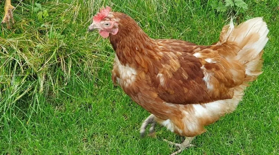 Image of an ex caged hen in molt