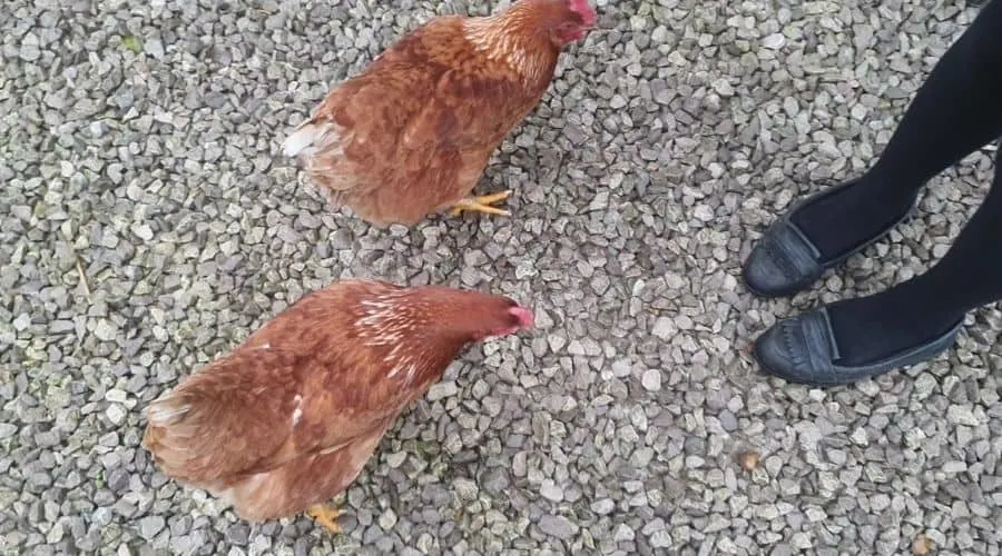Image of chickens chasing feet