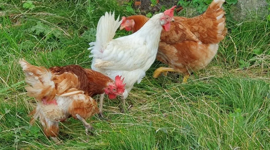 Image of ex battery hens grazing