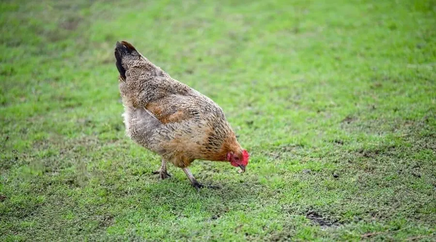 image of a chicken grazing for grass shoots