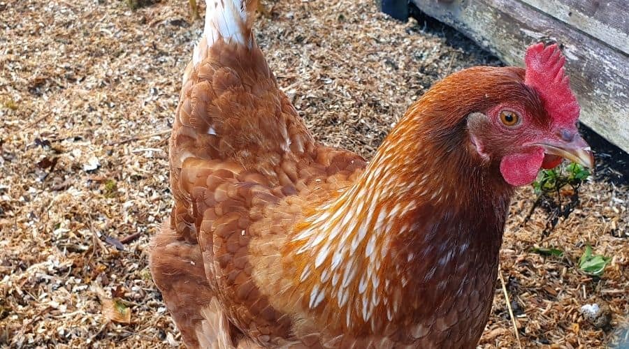 image of a hybrid chicken outside a coop