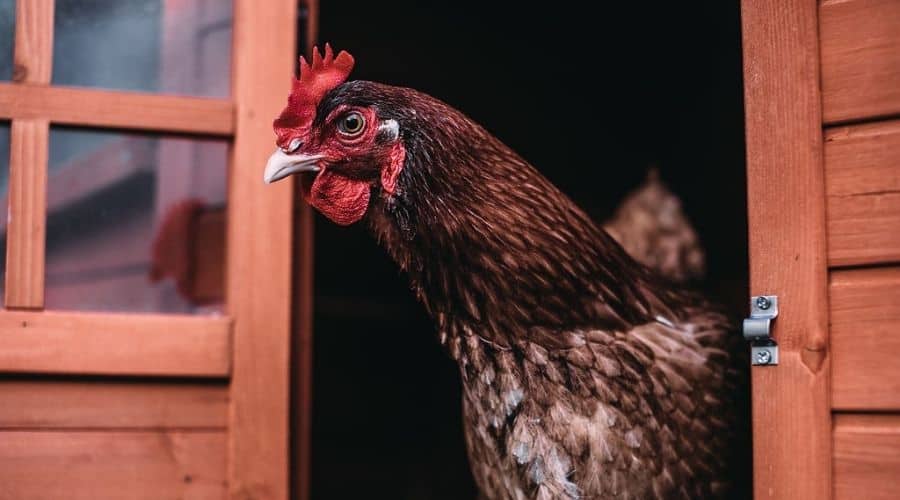 image of ca chicken looking out of a coop