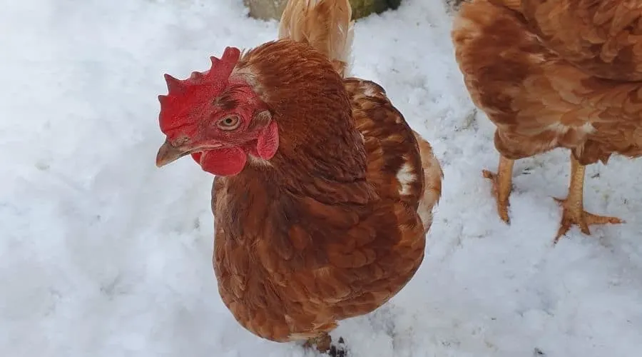 Ex battery hen in the snow