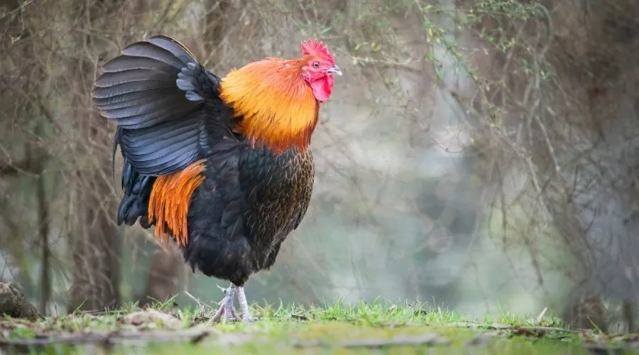 Image of a rooster flapping
