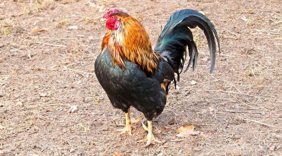 Image of a rooster looking angry