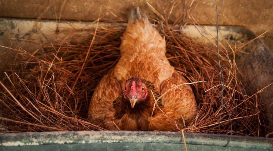 chicken in a nest box inside a coop