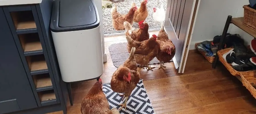 chickens inside a house