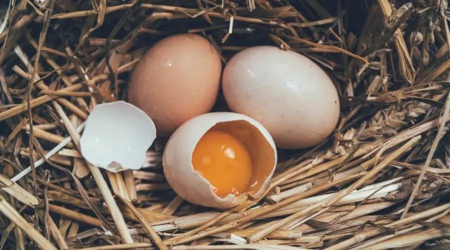 Image showing a broken chickens egg in a straw nest with two whole eggs