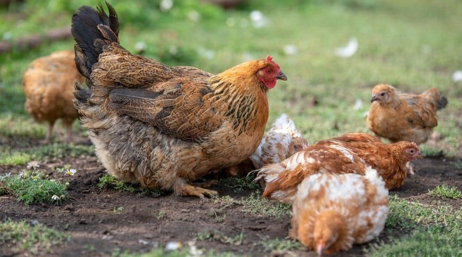 Chickens digging holes in dirt to dustbath