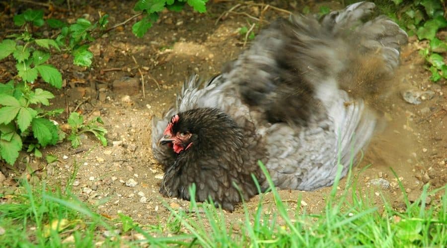 chicken dust bathing to show how chickens clean themselves