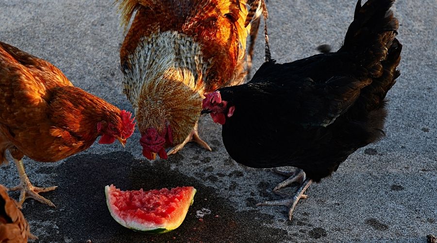 chickens eating watermelon in hot weather