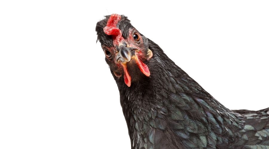 funny chicken image of black chicken looking straight at the screen