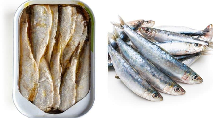 image of a can of sardines alongside fresh sardines