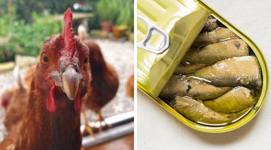 image of a chicken and a can of sardines page header to 'feeding sardines to chickens'