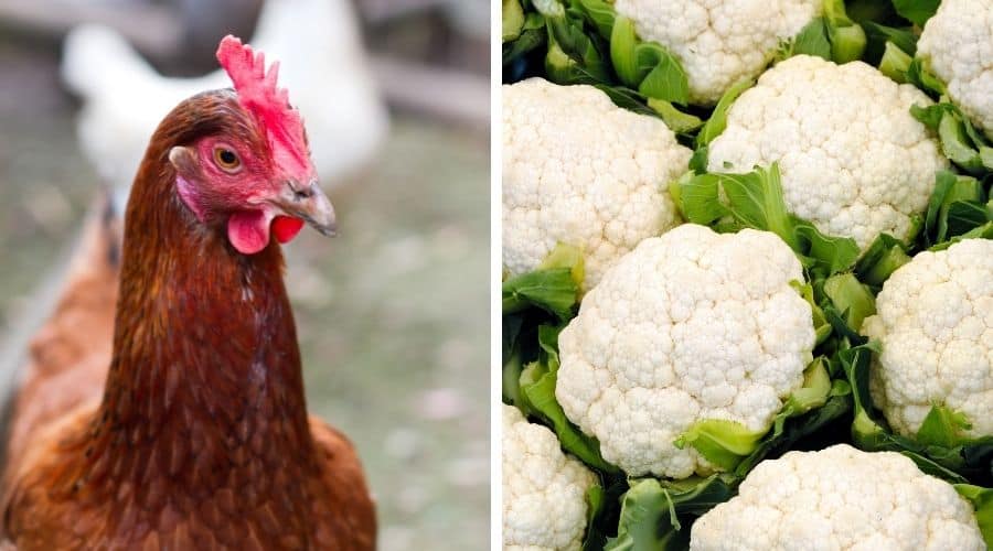 Chicken alongside cauliflowers