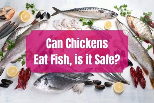 Can Chickens Eat Fish, is it Safe? - Pentagon Pets