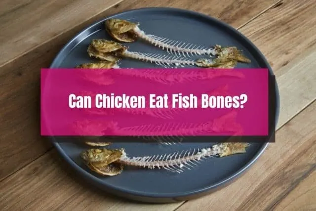 Plate of fish bones