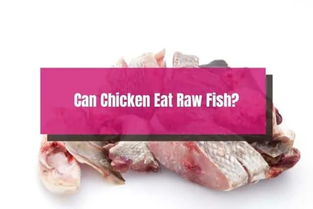 Raw fish cut up