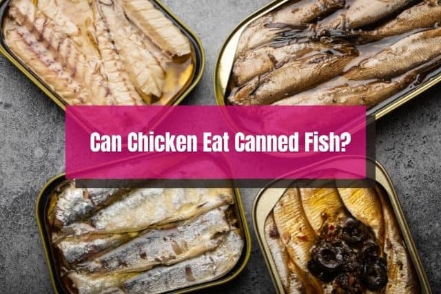 Multiple canned fish
