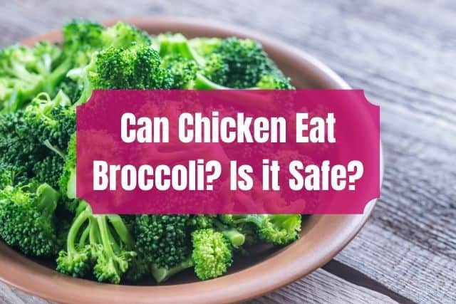 Bowl of broccoli
