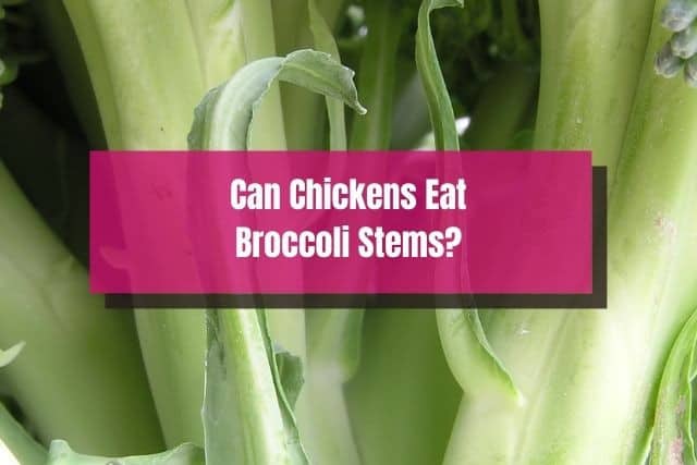 Close up of broccoli stem