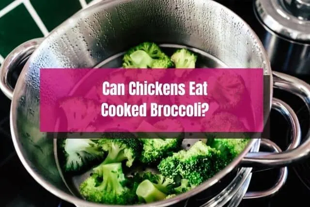 Steaming broccoli in a metal pot