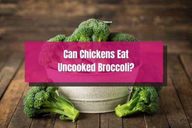 Uncooked broccoli in a metal bucket