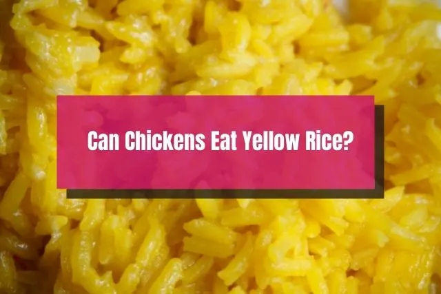 Close up view of yellow rice