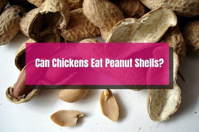 Peanuts and shells