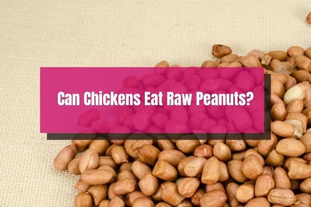 Raw peanuts on table