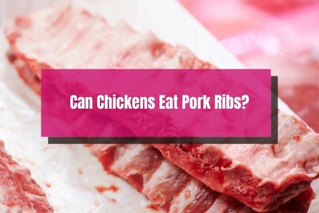 Uncooked pork ribs