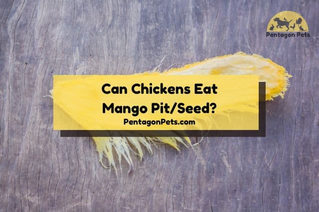 Single mango seed pit