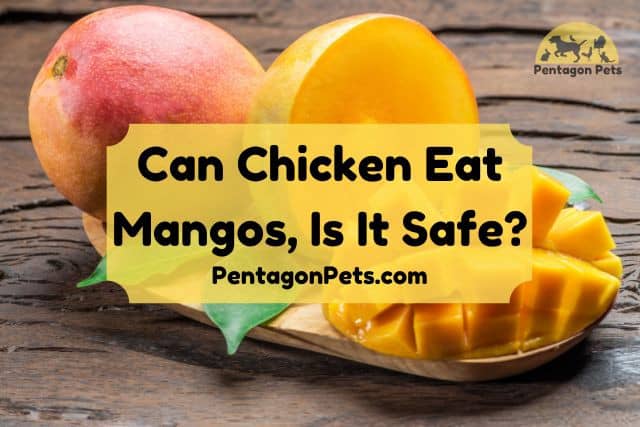 Can Chickens Eat Mango Peels 