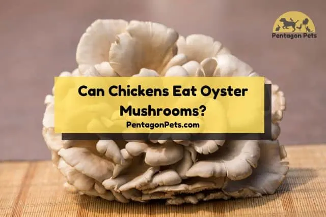 Close up of oyster mushroom